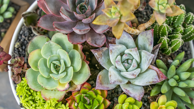 Steps To Clean Dead Leaves from Succulents